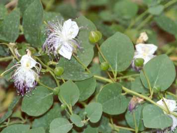 کبر - معرفی و خواص گیاهان دارویی